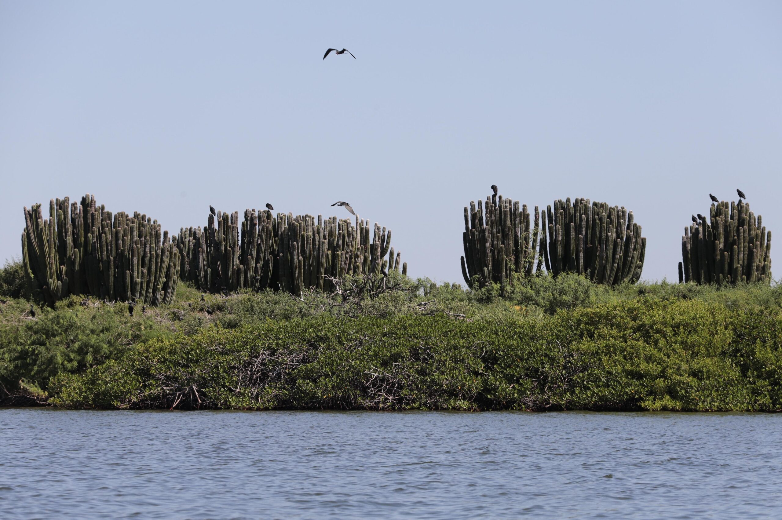 Isla de Guasave