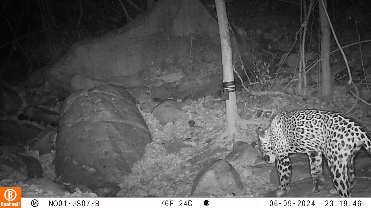 Jaguar captado en Sinaloa