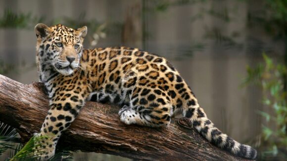 México logra aumentar 10 por ciento de la población de jaguares; Sinaloa destaca en su conservación