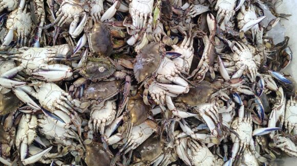 El 10 de julio se levantará la veda de jaiba en Sinaloa; pescadores preparan sus herramientas para estar listos