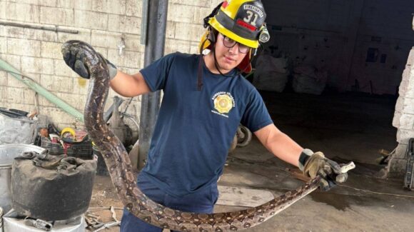 Se llevan fuerte susto por aparición de serpiente limacoa en negocio de metales en Mazatlán, Sinaloa