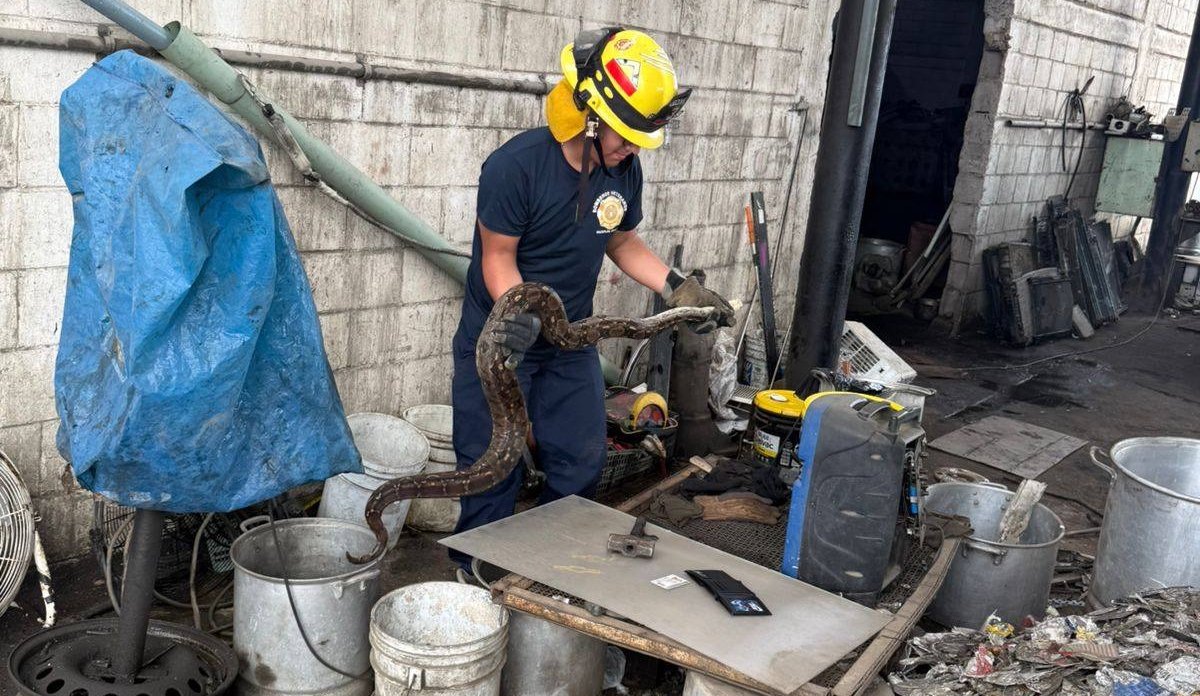 limacoa en negocio de metales en mazatlan sinaloa