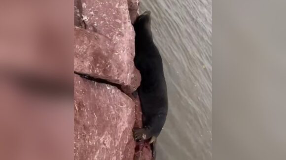 Lobo marino llega herido a las escolleras de La Ensenadita, en Guasave, Sinaloa