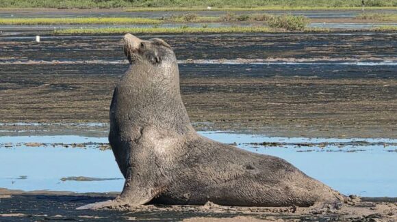 Rescatan a lobo marino varado en playa Las Glorias, Guasave, Sinaloa