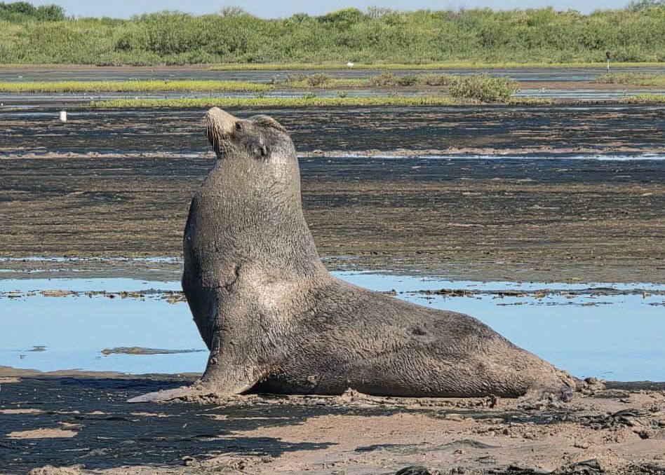 Lobo marino varado en playa Las Glorias, Guasave, Sin.