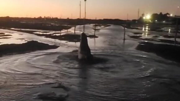¡Así fue el rescate del lobo marino en Guasave, Sinaloa! Estuvo todo el día varado bajo el sol
