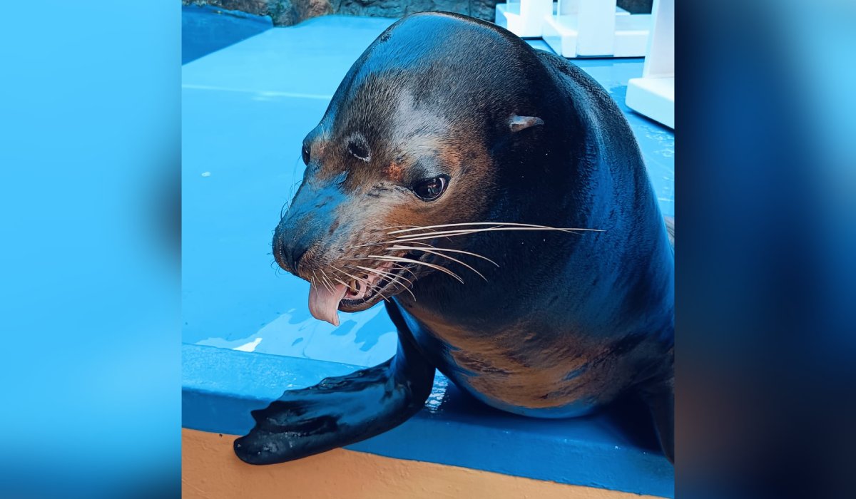 Lobo marino
