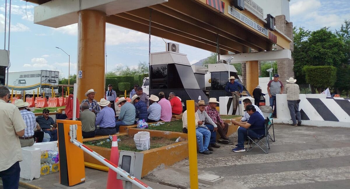 ¡Están hartos! Trigueros de Sinaloa analizarán si emprenderán movilización ante falta de pagos del Gobierno Federal