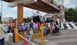 ¡Están hartos! Trigueros de Sinaloa analizarán si emprenderán movilización ante falta de pagos del Gobierno Federal
