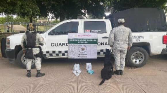 ¡Con ayuda de binomio canino! Aseguran marihuana en empresa de paquetería en Culiacán, Sinaloa