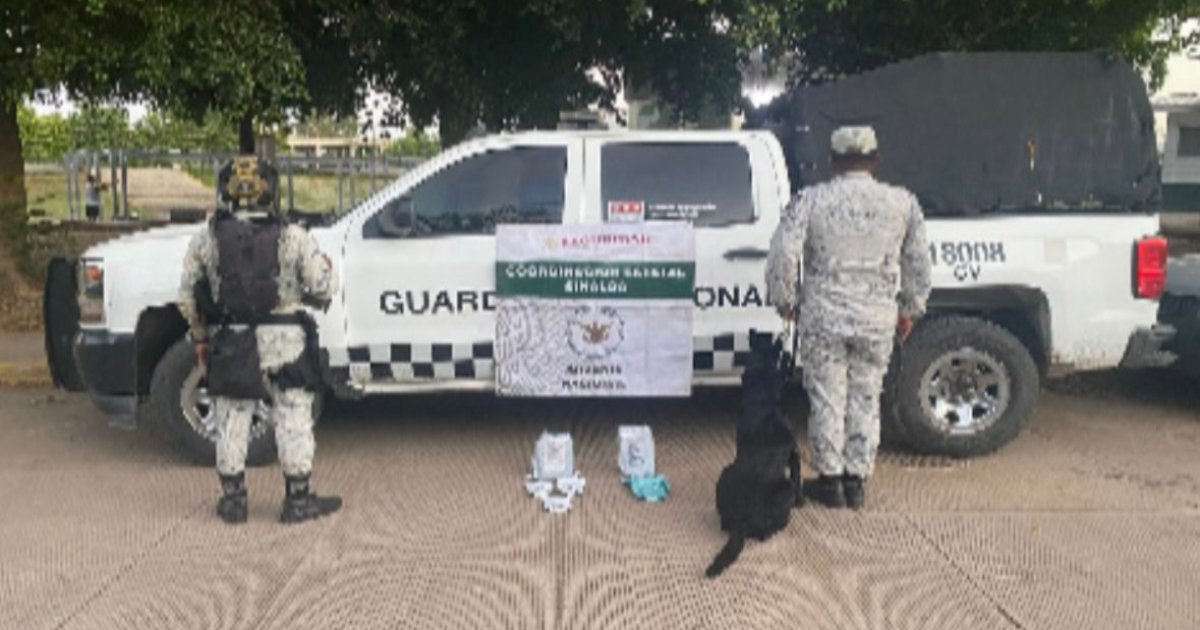 mariguana decomisada paquetería Culiacán binomios caninos guardia nacional
