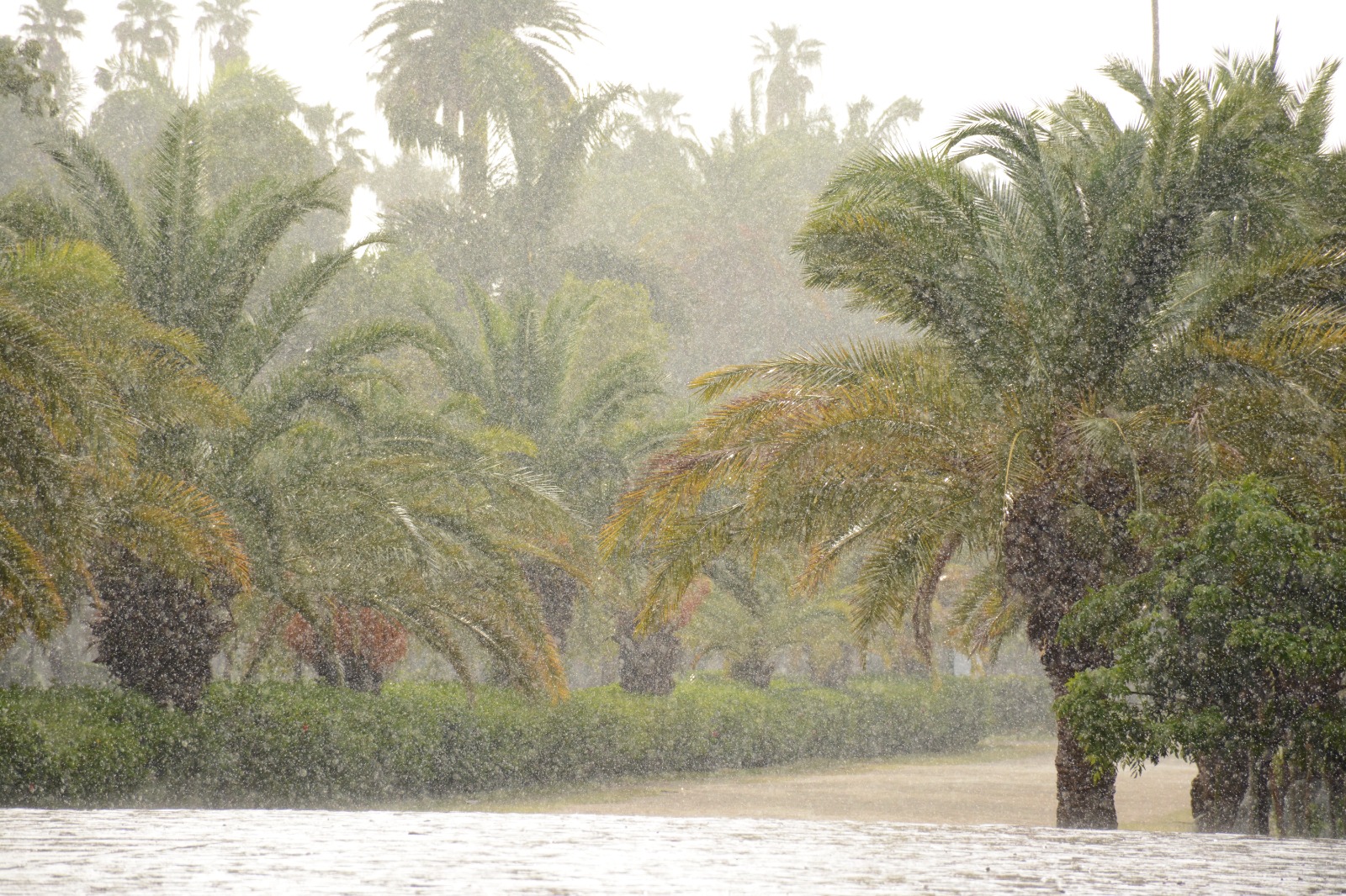 Jardín Botánico de Los Mochis cerrado por lluvias