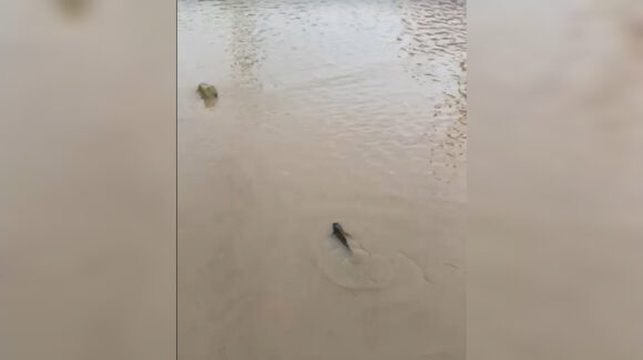 ¡Se salen los peces! Tras lluvias en Mazatlán, Sinaloa se desborda el arroyo Jabalines, su fauna nada en las calles