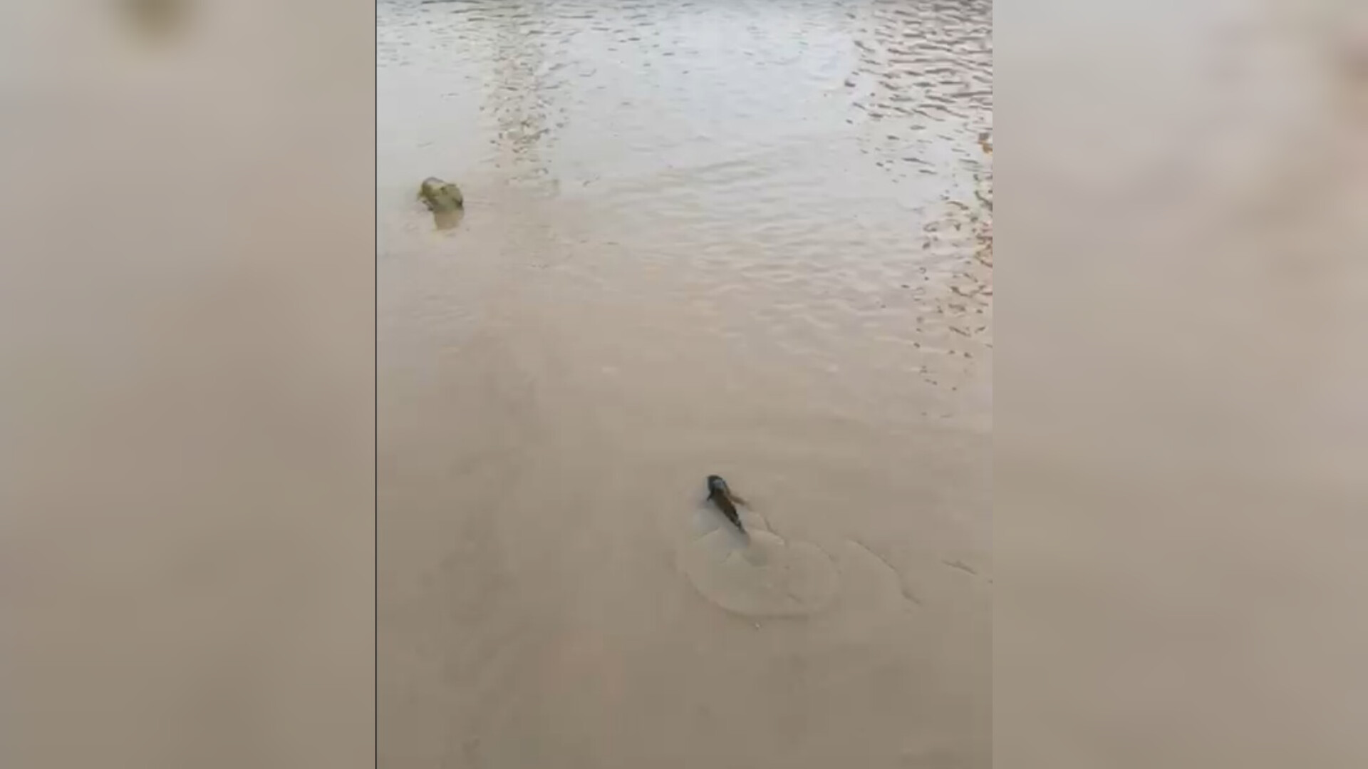 peces del arroyo jabalines en las calles tras lluvias