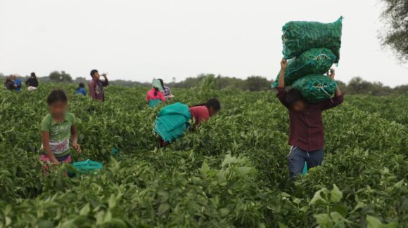 Ajusta Trabajo y Previsión Social en Sinaloa agrícolas para erradicar el trabajo infantil