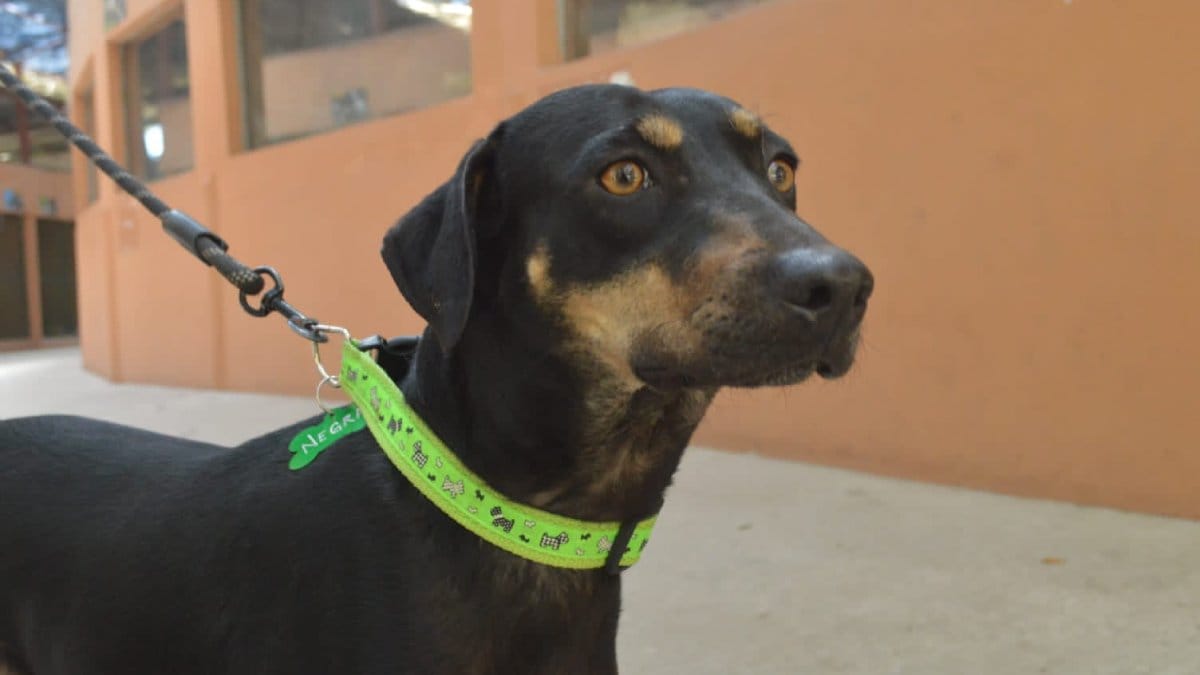 Perritos en adopción en Huellitas del Bienestar, en Mazatlán