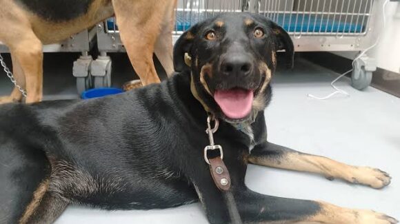 Tras protesta por denuncias de maltrato animal, Ecología acuerda reforzar coordinación con protectoras en Mazatlán, Sinaloa