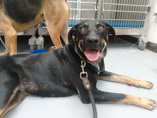 Perritos en adopción en Huellitas del Bienestar, en Mazatlán