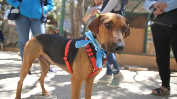 Programa “Huellitas del Bienestar” logra 5 mil esterilizaciones y 51 adopciones de perritos y gatitos en Mazatlán, Sinaloa