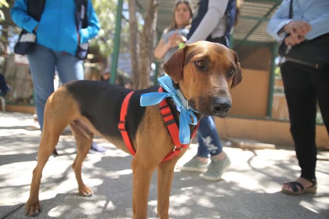 Perritos en adopción en Huellitas del Bienestar, en Mazatlán