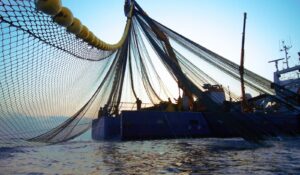 Pescadores de altamar de Topolobampo aprovechan tardanza de “Simón” para seguir con capturas de camarón