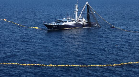 México refuerza la protección de tiburones en la pesca de atún; hay nuevas reglas obligatorias revela la Conapesca