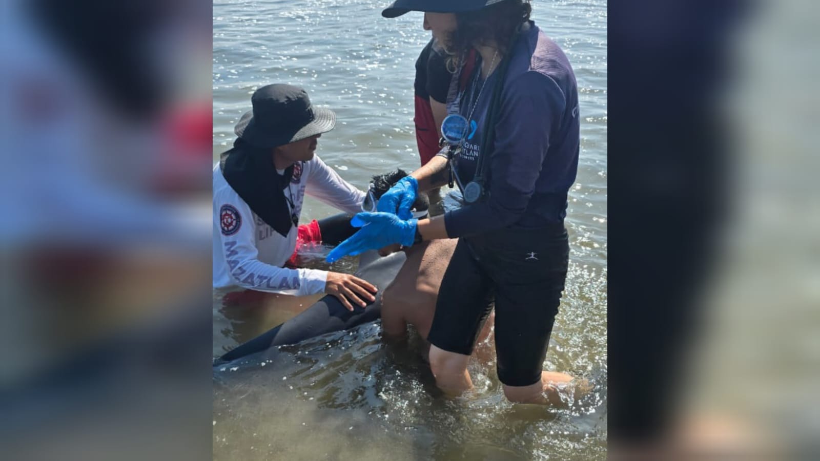 Rescatan a delfín en mar de Mazatlán