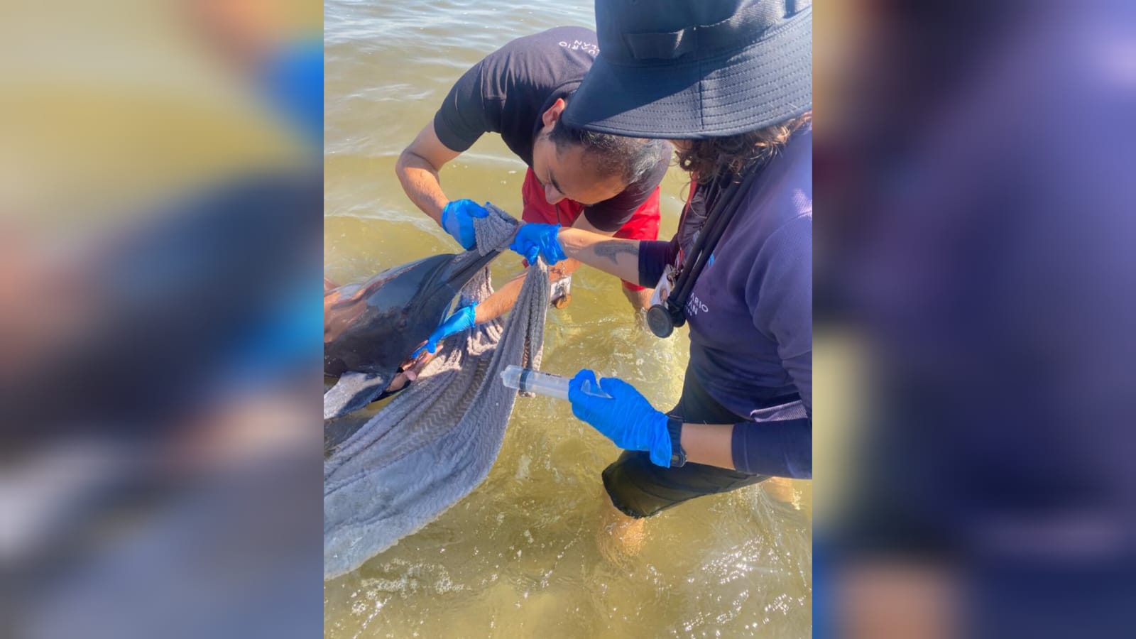 Rescatan a delfín en mar de Mazatlán