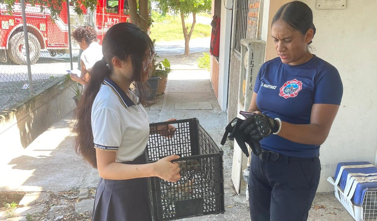 rescate de gatitos en mazatlan sin