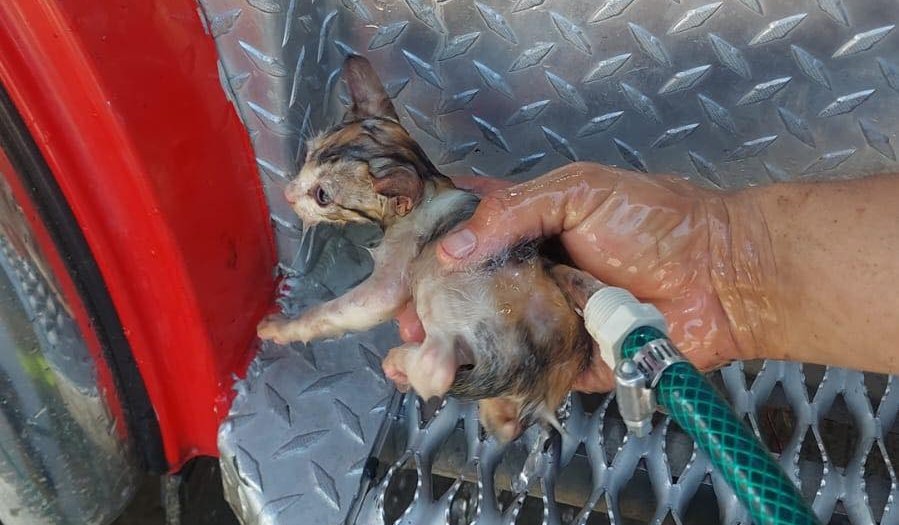 rescate de gatitos en mazatlan sinaloa animalito