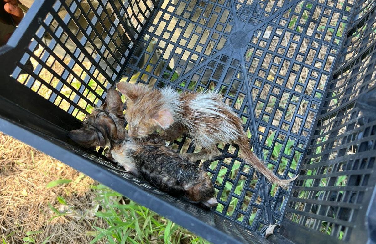 rescate de gatitos en mazatlan sinaloa animalitos