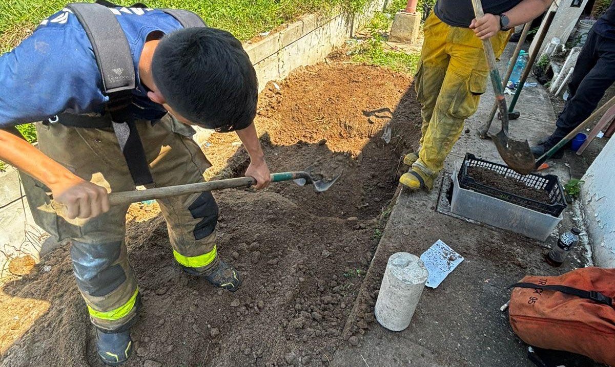 rescate de gatitos en mazatlan sinaloa labor