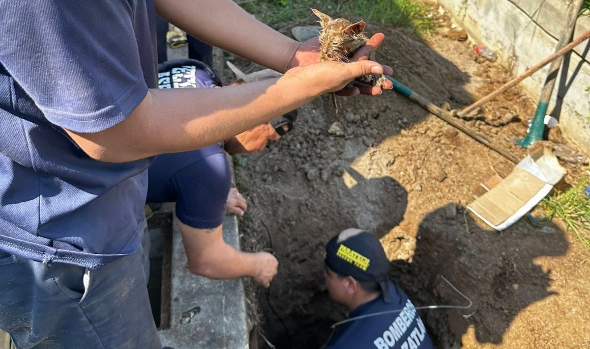 rescate de gatitos en mazatlan sinaloa rescatados