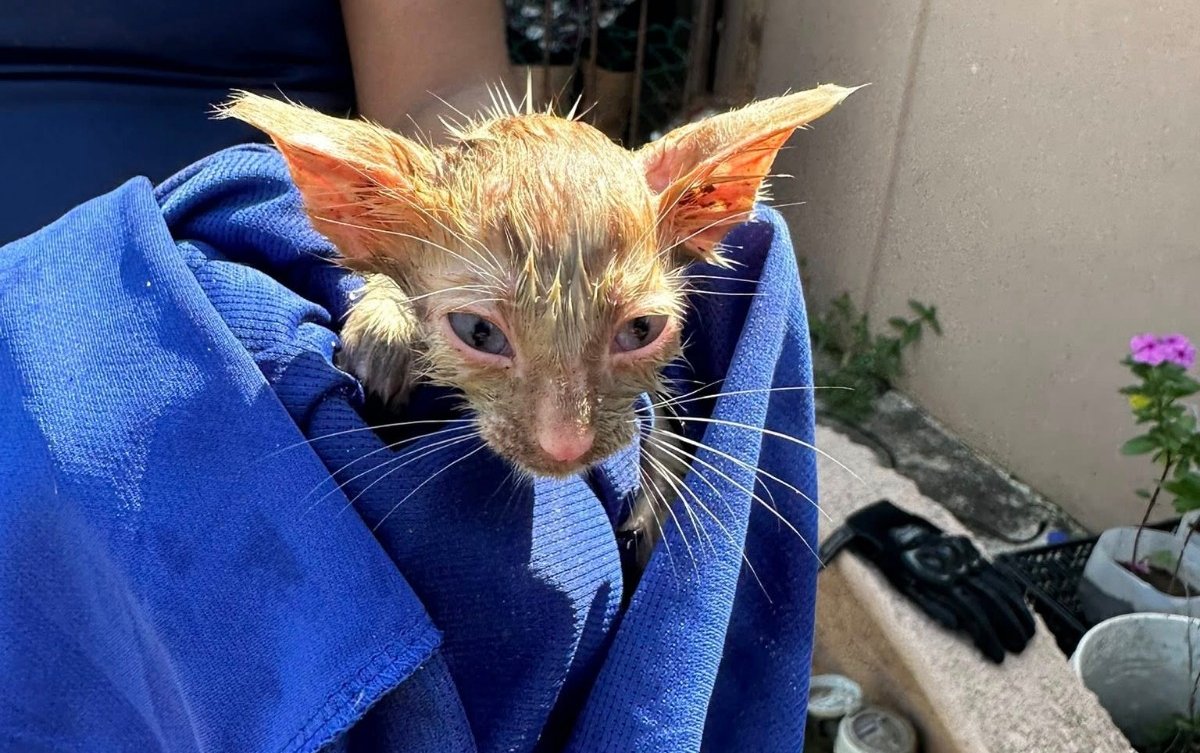 rescate de gatitos en mazatlan
