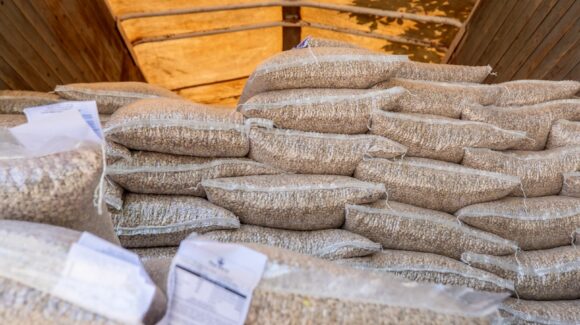 Apoyan a 42 productores temporaleros de Guasave, Sinaloa  con semilla de garbanzo, frijol y cártamo