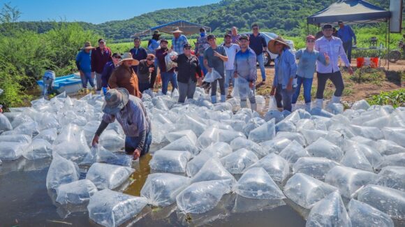 Pescadores reciben apoyo de Rocha con liberación de 2 millones de alevines de tilapia en la presa de El Varejonal