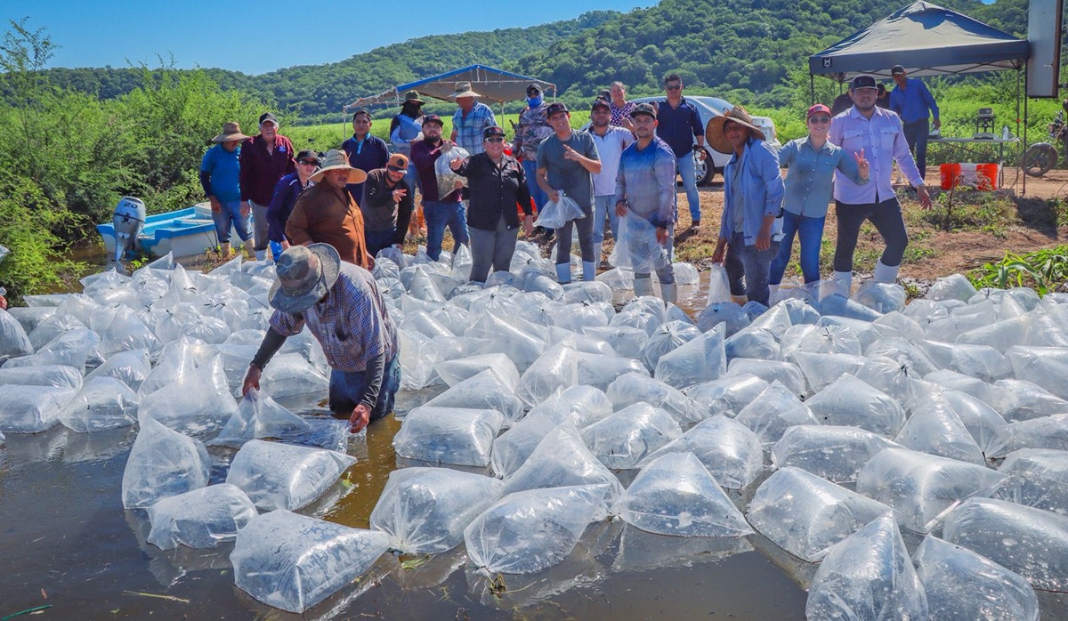 Siembra alevines de tilapia en presa El Varejonal, en Culiacán