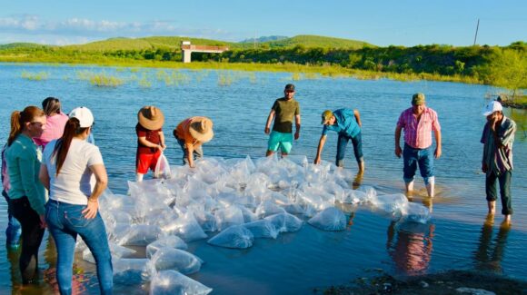 Continúan los apoyos a pescadores de la presa Eustaquio Buelna en Guamúchil, Sinaloa; depositan medio millón de alevines de tilapia