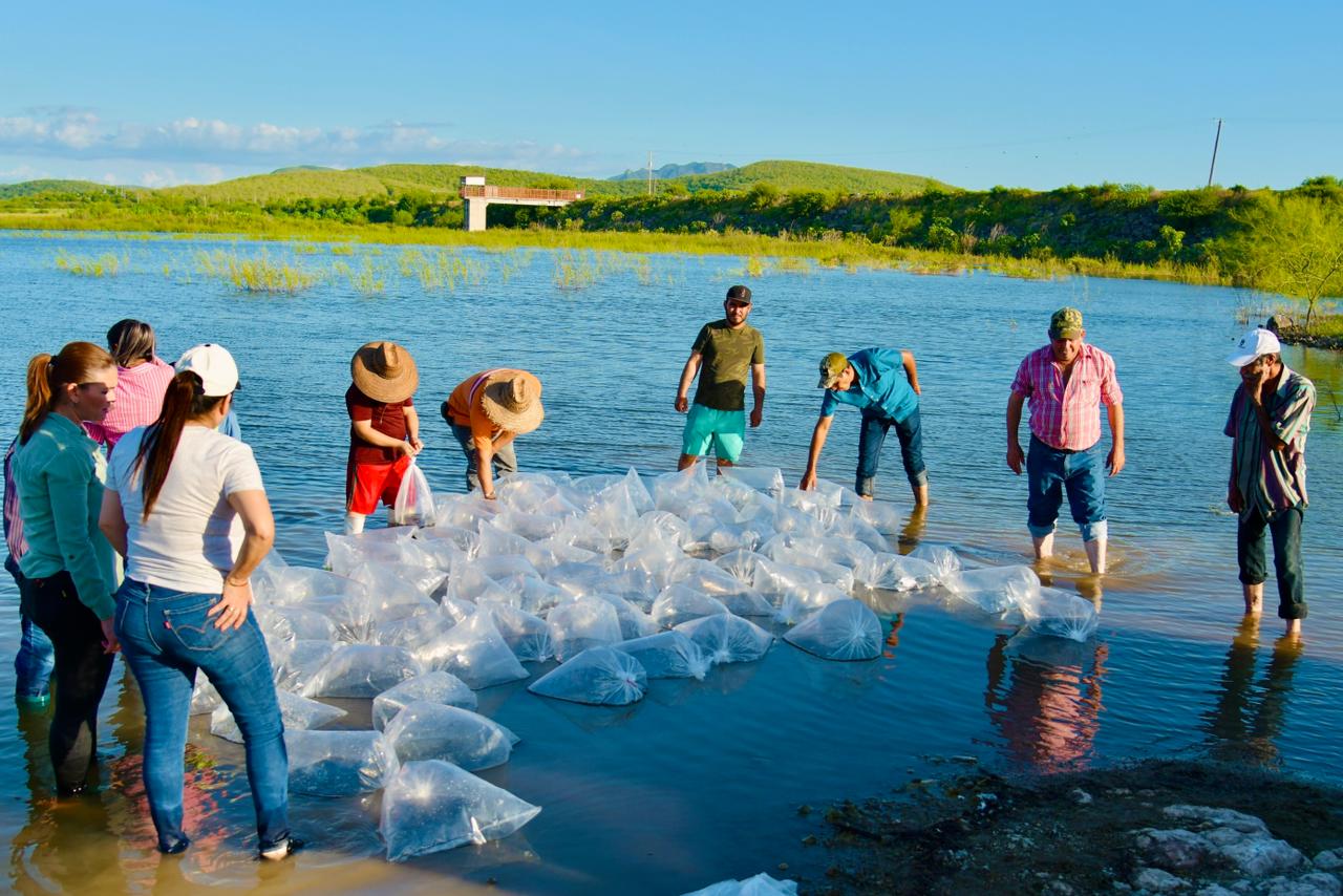 Liberan alevines de tilapia en la presa Eustaquio Buelna.