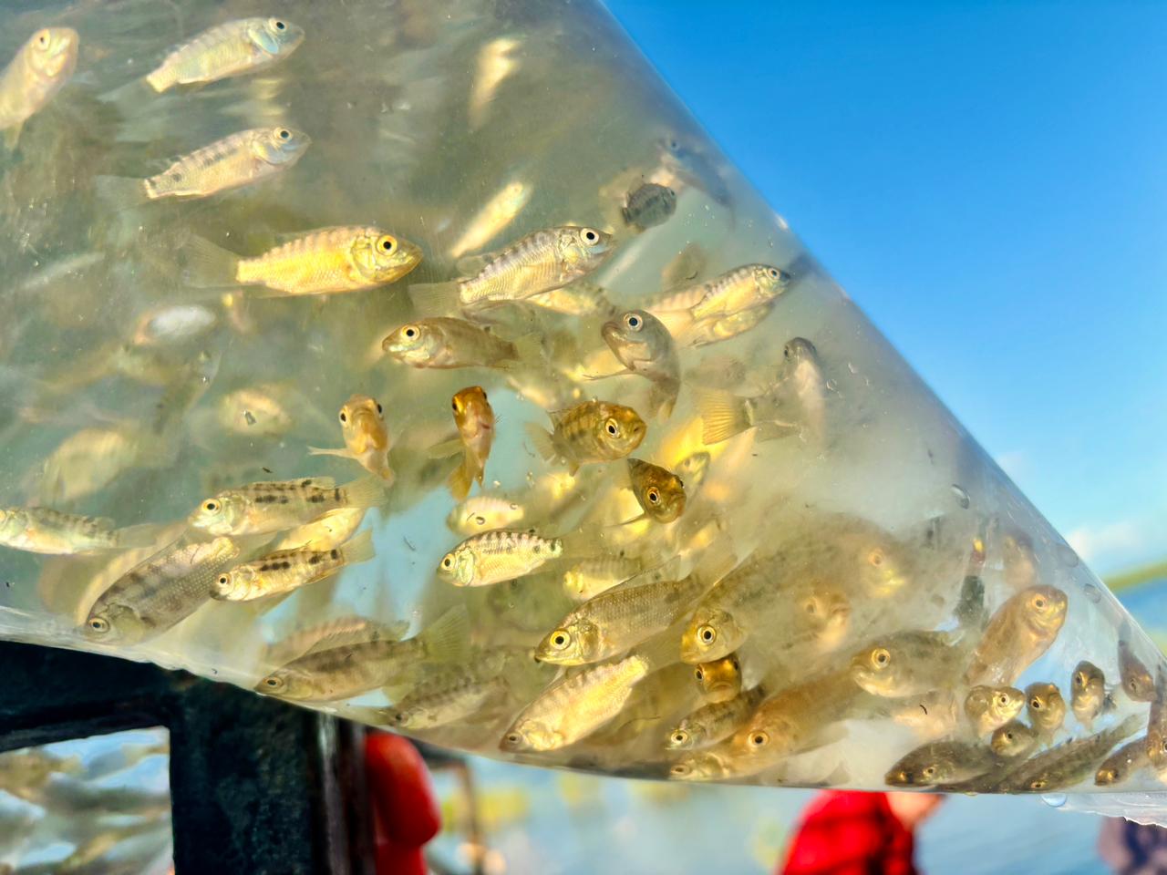 Liberan alevines de tilapia en la presa Eustaquio Buelna.