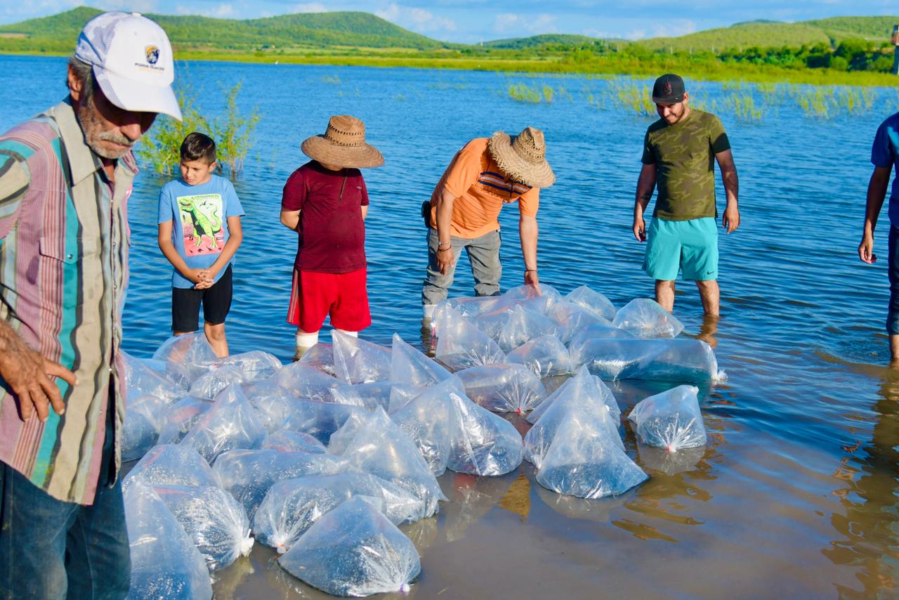Liberan alevines de tilapia en la presa Eustaquio Buelna.