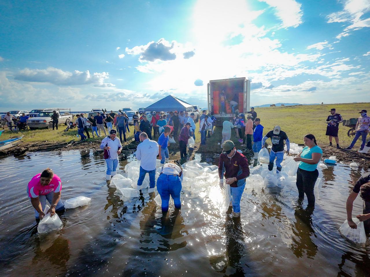 Siembran alevines en la presa Josefa Ortiz de Domínguez, en El Fuerte, Sinaloa
