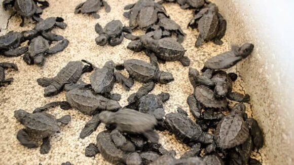 Mazatlán, Sinaloa, cuida su futuro: liberan más de 50 mil tortugas marinas en un año