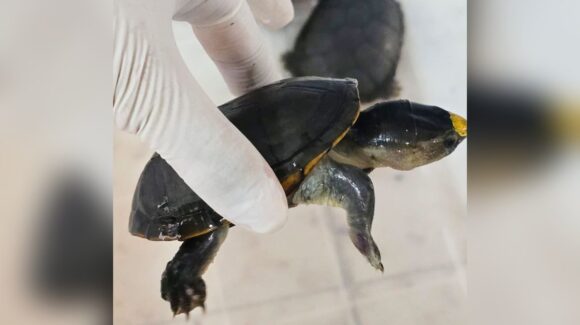 Histórico golpe al tráfico de especies en Guadalajara, Jalisco: aseguran más de 2 mil tortugas y toneladas de productos marinos