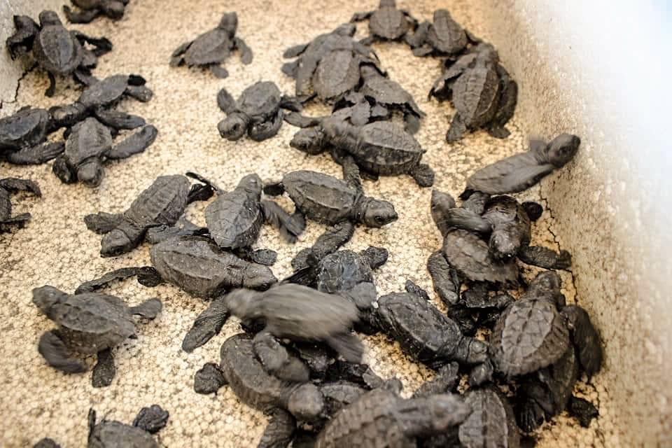 Tortugas marinas