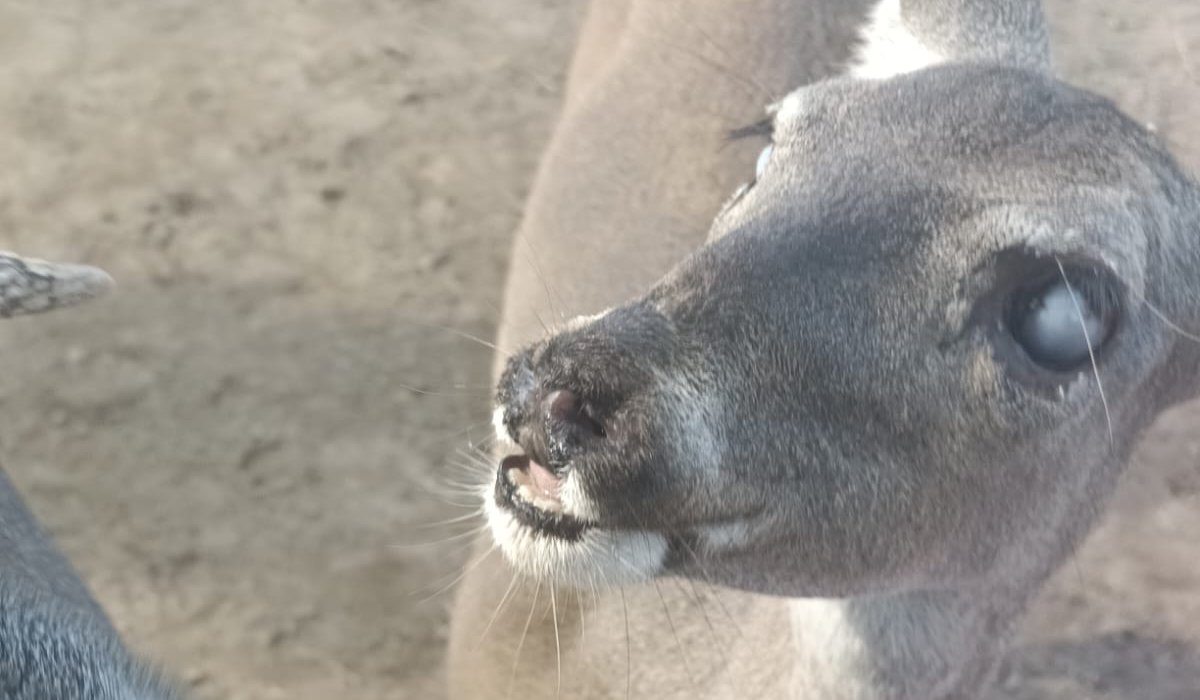 Venado