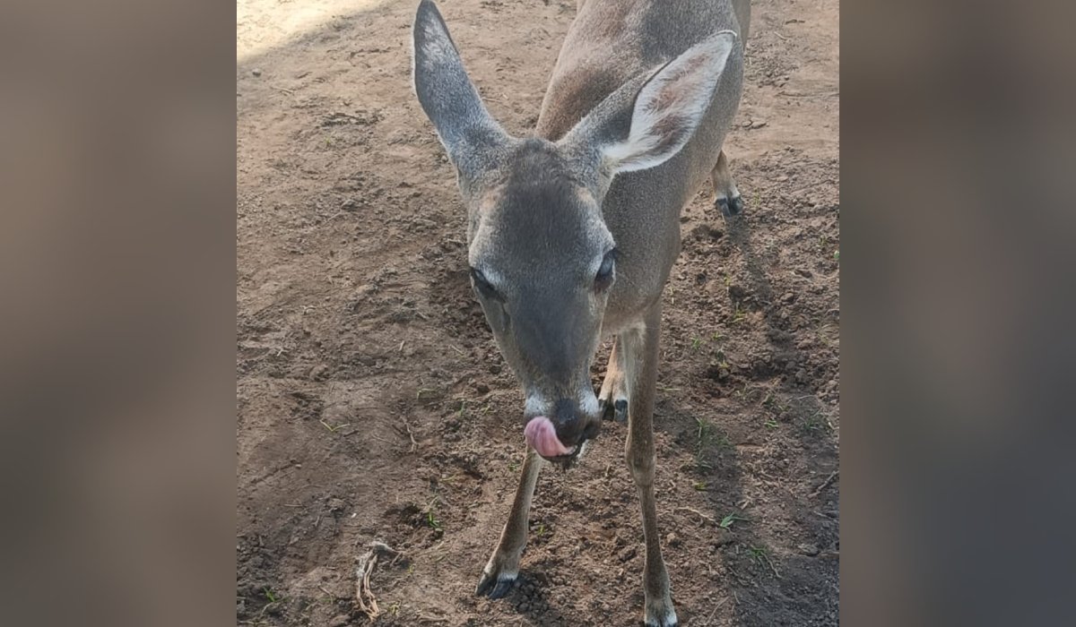 Venado