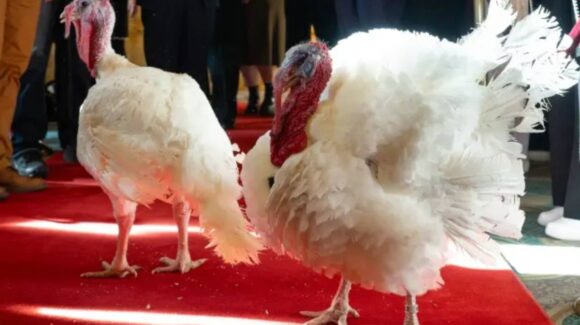 Trump indulta a los pavos ‘Gobble’ y ‘Waddle’ en ceremonia de Acción de Gracias