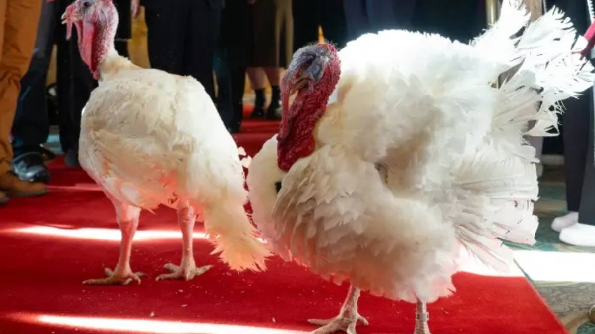 Trump indulta a los pavos ‘Gobble’ y ‘Waddle’ en ceremonia de Acción de Gracias