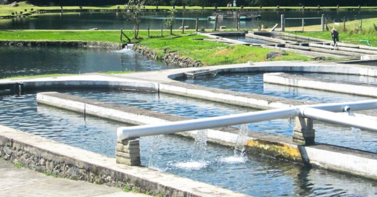 granja de camarón